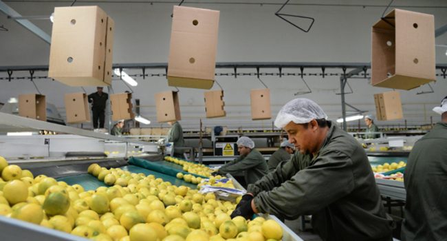 Exportación | Manzur celebró el primer embarque del limón tucumano a China